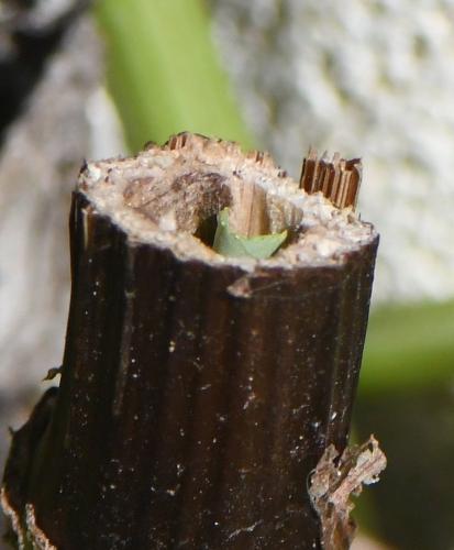 Megachile centuncularis